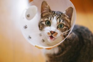エリザベスカラーを付けた猫